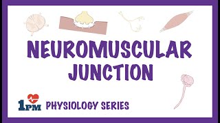 Neuromuscular Junction - Animation