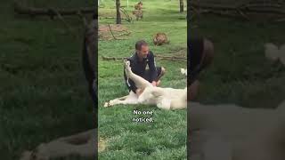 Heroic Tiger Saves Man From Leopard Attack 🥲❤️ #shorts #save