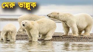 মেরু ভাল্লুক || Polar Bear Mom and Cubs || পৃথিবীর সবচেয়ে বড় শিকারি প্রাণী || AR Facts bangla ||