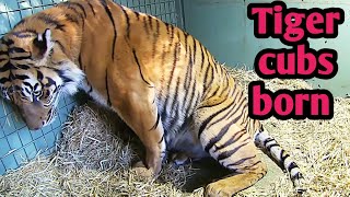 How to a tiger gives birth to a baby#animals #tigers