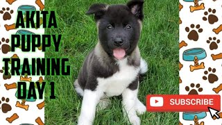 Akita | Puppy Training | Day 1 | 秋田 #shorts