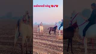 kathiyawad nu gharenu #shorts #viral #horselovers #youtubeshorts