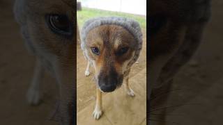 どなたに【キュン】トキメキました？#犬のいる暮らし #犬のいる生活 #犬#日本犬 #犬動画