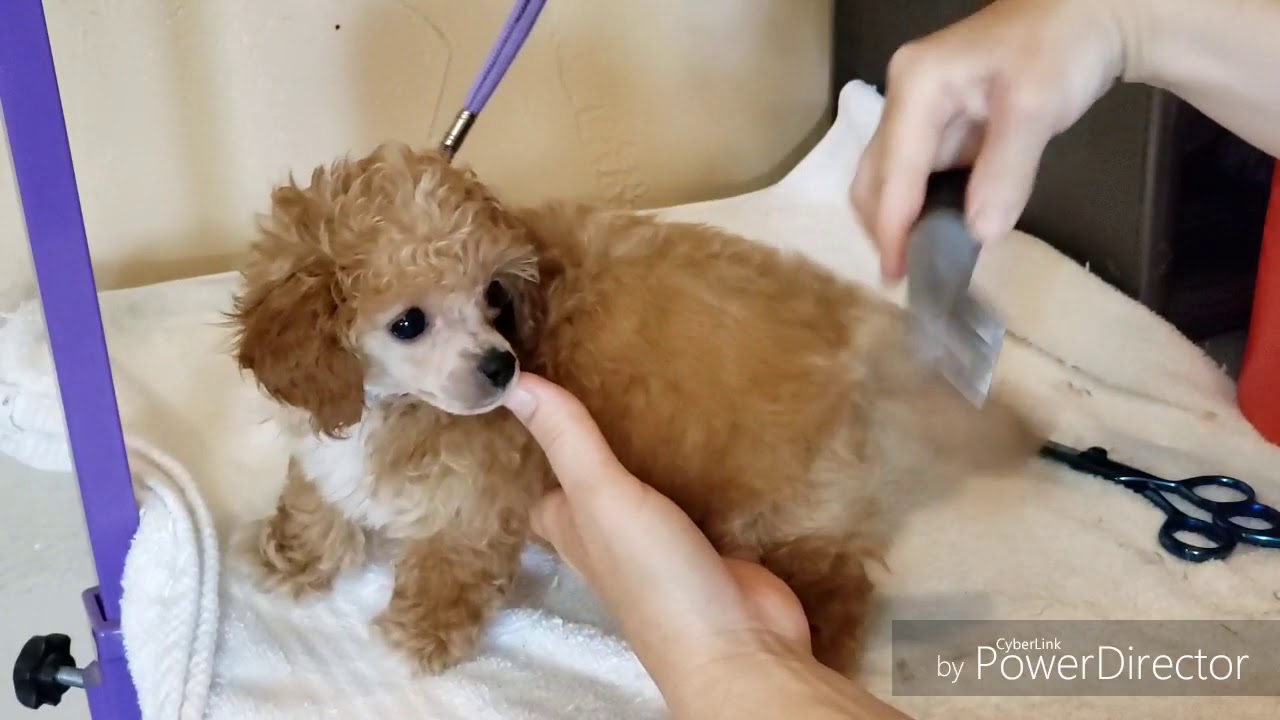 Grooming Toy Poodle Puppy - YouTube