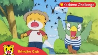 Shimajiro | Pendidikan Anak | Siapakah Pemimpinnya? Ep.24.3 - Kodomo Challenge