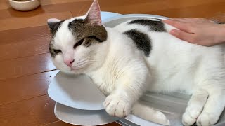 眠い顔がたまらなくかわいい猫