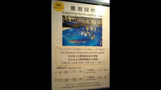 【大水槽を真上から】黒潮探検＠沖縄美ら海水族館20240606