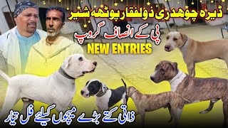 Dera Ch Zulfiqar Potha 😍 Pk Insaf Group New Entries || All Dogs Full Ready For Match || Family Vlog