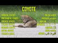 desert animals for children desert animal sounds for kids to learn fennec fox camel u0026 coyote