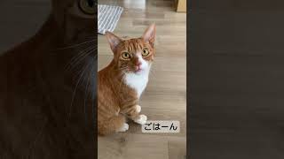 天才イケメンネコ　日本語でご飯のおねだり #cat#猫が喋る#天才猫#ほのぼの#猫のいる暮らし #猫のいる生活 #ねこ