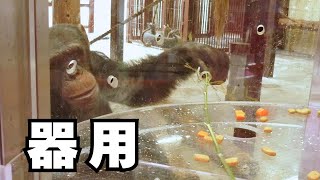 【池田動物園公式】チンパンジーたちが上手にエサを取ってくれます！～エサやり体験紹介動画～