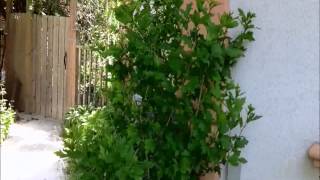 FernCrafts:How to trim Rose of Sharon shrub? - June 24, 2014