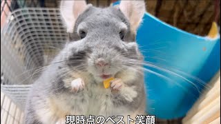 【至難の技】チンチラの笑顔を引き出すべく色んなオヤツを試す飼い主＃chinchilla＃チンチラ＃shorts