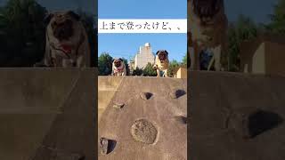 実はこのパグの2匹、、、　お散歩編#shorts #パグ #pug #多頭飼い #犬#dog #京都 ＃はなぺちゃ#衝撃映像 #ショート #面白い#お散歩＃公園＃実は