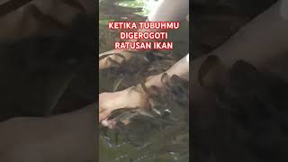 KETIKA KAKIMU DIGEROGOTI OLEH RIBUAN IKAN GANAS #kebunrayamangrovesurabaya