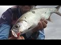 Fishing for Coomera river torpedos (tarpon, trevally, giant herring)