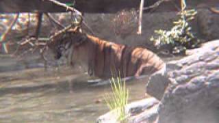 臺北市立動物園_亞洲熱帶雨林區_孟加拉虎Bengal Tiger_02