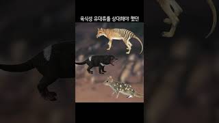 조류 - 26 호주 꼬마 펭귄 (Australian little penguin)