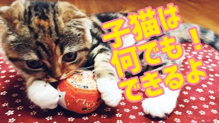 子猫は何でもできる！階段も登れる。そして高いとこも平気で遊べるように【スコティッシュフォールド】先輩猫アメリカンショートヘアと遊びの中で色んなことが出来るように