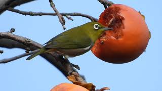 柿を食べるメジロがかわいい【野鳥撮影】