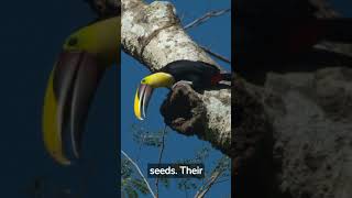 The Answer to 'Why' Toucans Have Large Beaks #shorts