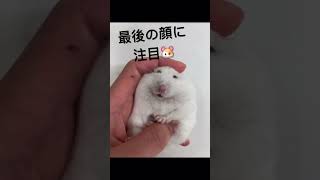 最後の顔に注目🐹#ハムスター#hamsters