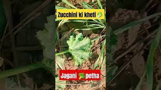 Zucchini ki kheti || jugni petha ki kheti|| growth||#farming #farmerkranti#profitablefarming#agrigro