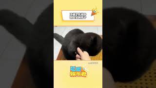 到底怎么训练得小猫可以拜拜呀！#猫咪 #看一次笑一次 #可爱到爆炸?? #搞笑  #猫猫的心思全写在脸上了#shorts