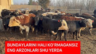 RASSIYADAN ANGUS GREFORD BUQALAR YETIB KELDI. ULGURIB QOLING.