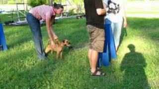 Lutra flyball training 2010-06-29