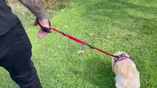 Handy Leash Dog Lead