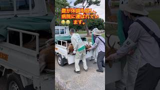 公園から病院へ 危機に瀕する奈良の鹿」 | Nara Deer Park in Japan | 奈良日 本旅行|へずまりゅう奈 良公園 | スローガン日本 親愛なる日本へ