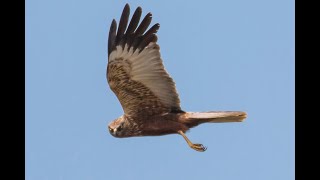 Portrait der Rohrweihe - Eleganter Gaukler am Himmel