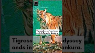 Tigress Zeenat Caught in Bengal's Bankura After Evading Foresters for 24 Days