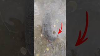 🚫தடை செய்யப்பட்ட கடல் அட்டை❓#sea cucumber#tamil shorts