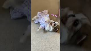 【初めて】初めてのお洋服を着たペキシーズーこむたんちゃん🐶　#いぬ