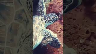 sea ​​turtle  @  මුහුදු කැස්බෑවා😍😍