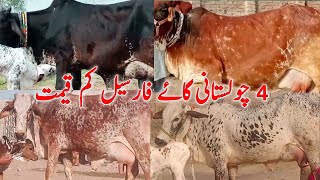 4 Cholistani cows for Sale in pakistan