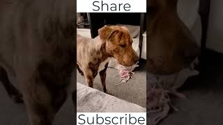 🤣 Funniest 🐶 Dogs and 😻 Cats - Awesome Funny Pet Animals Videos 😇 part 13 #shorts 2