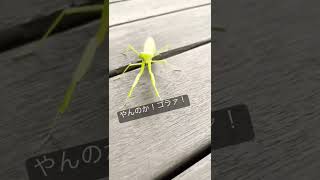 【Praying mantis】ファイティングカマキリ#shorts