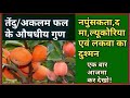 तेंदू का फल persimmon नपुंसकता दमा ल्यूकोरिया एवं लकवा का दुश्मन। एक बार आजमा कर देखिए