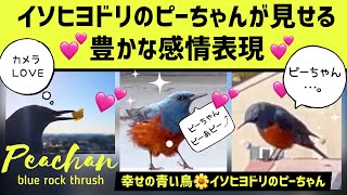 こだわりのカメラ目線✨おちこむ⤵︎😞走る💕踊る💕風に乗る💕春はてんやわんやのイソヒヨドリのピーちゃん【4K】