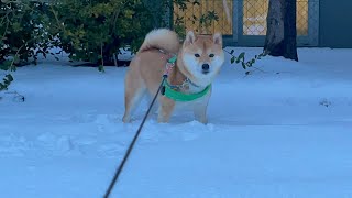 雪道で柴犬を散歩するとこうなります。