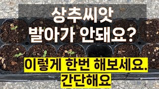 상추 씨앗이 발아가 안될때 상추씨앗 휴면 타파