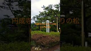 福井県  円成寺のみかえりの松(大門の松)🌳  松食い虫にやられませんように😶