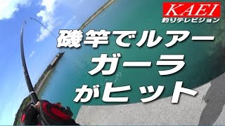 磯竿でルアー釣り！ブルースコードでガーラがヒット！