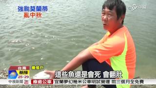 颱風.契作兩頭燒! 虱目魚養殖戶憂毀心血│中視新聞 20610912