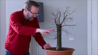 Zelkova bonsai - winter pruning and carving a large Zelkova Serrata bonsai  |  Blue Sky Bonsai