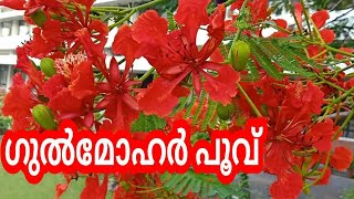 gulmohar വാഗമരം