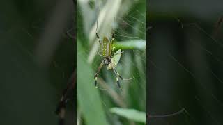 🇨🇷 Tych pająków🕷️ jest tutaj mnóstwo - PIĘKNY i DUŻY | #Shorts